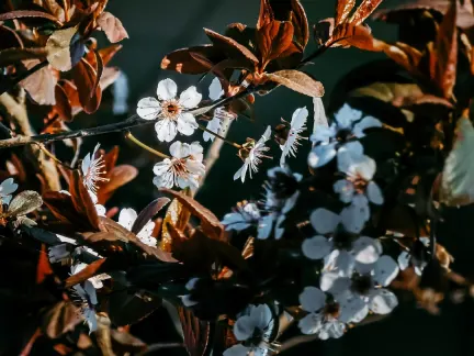 Glimmer Kasino Mobilní aplikace